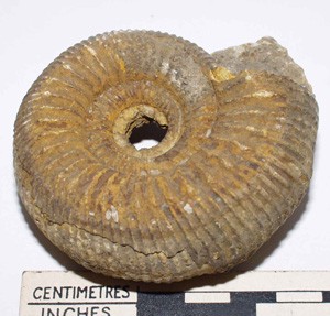 Fossil